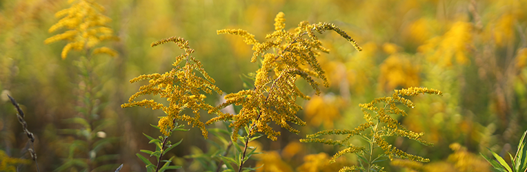 Why Fall Might Be Worse Than Spring for Your Allergies